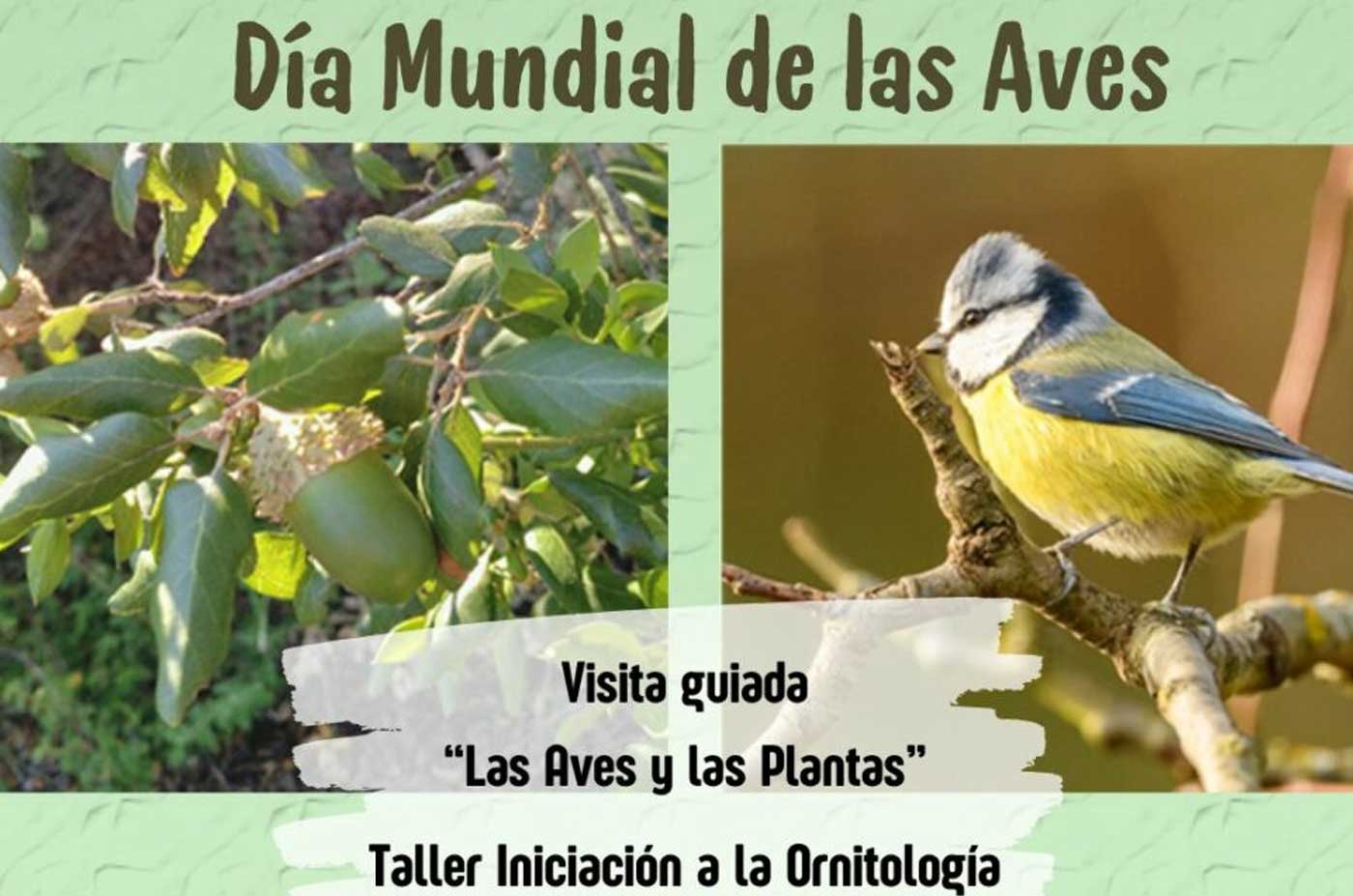 6 de octubre dia mundial de las aves con platalea